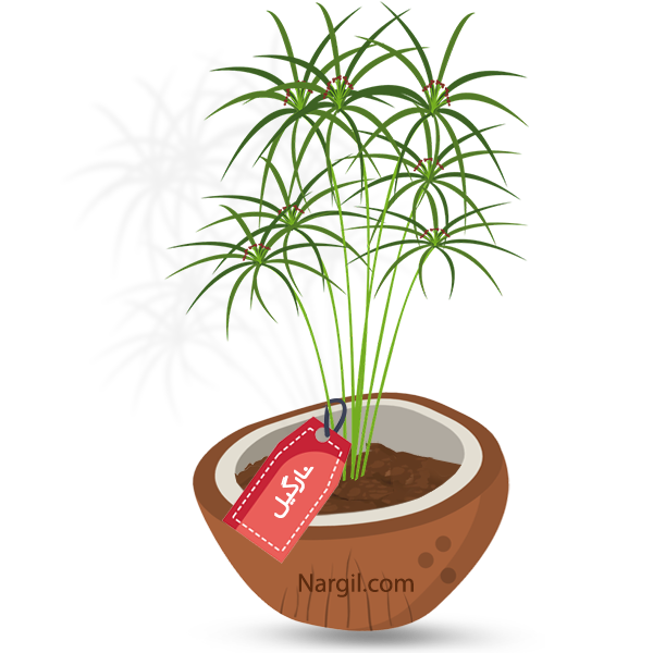 Nargil_Cyperus alternifolius